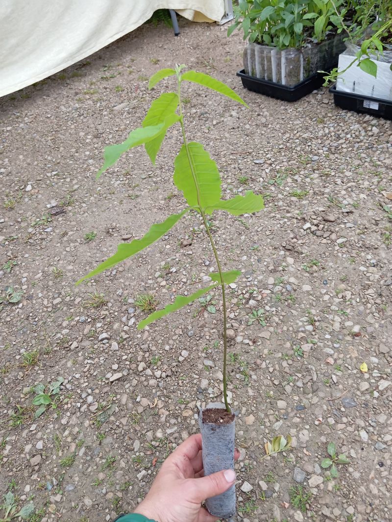 Castanea mollissima